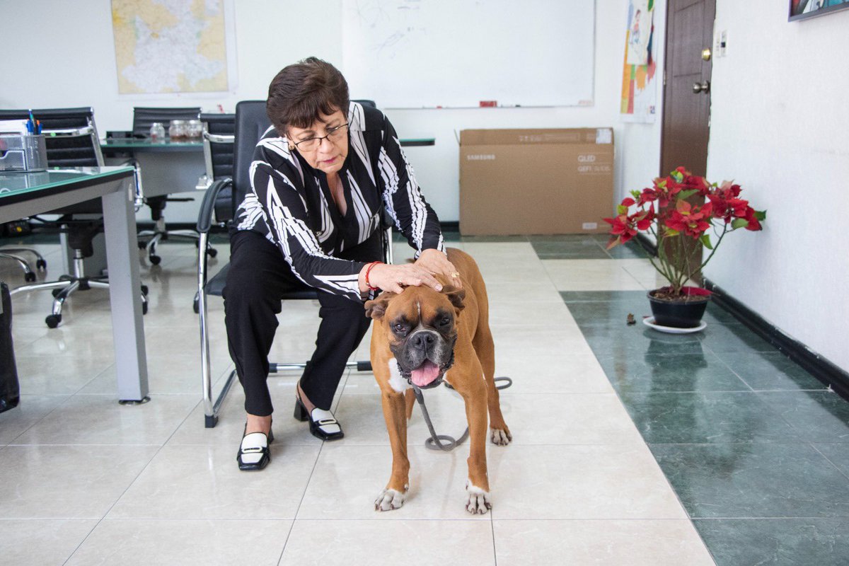 Con amor y cuidados día a día Chato mejora considerablemente.
Nos vista en oficinas y sabe que ya es parte de la Secretaria de Movilidad y Transporte.
Gracias a quienes están al pendiente de nuestra mascota.