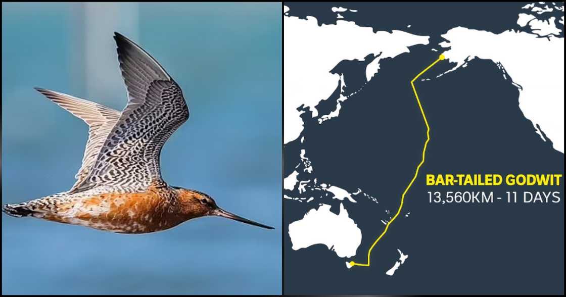 The Bird flew 13,560KM Nonstop in 11 Days, starting from Alaska to New Zealand #BarTailedGodwit #BirdFly