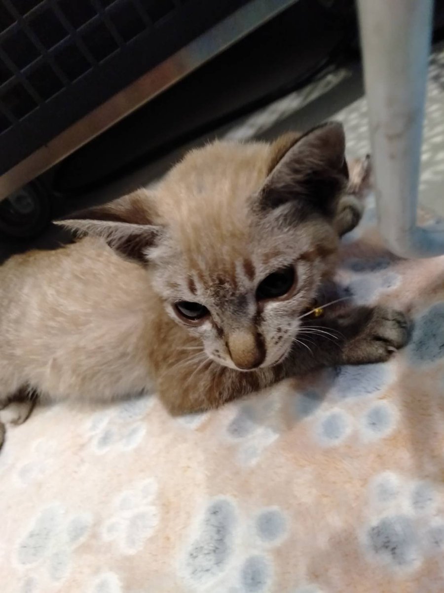 Catster & Co บ้านพักพิงแมวจร tweet media