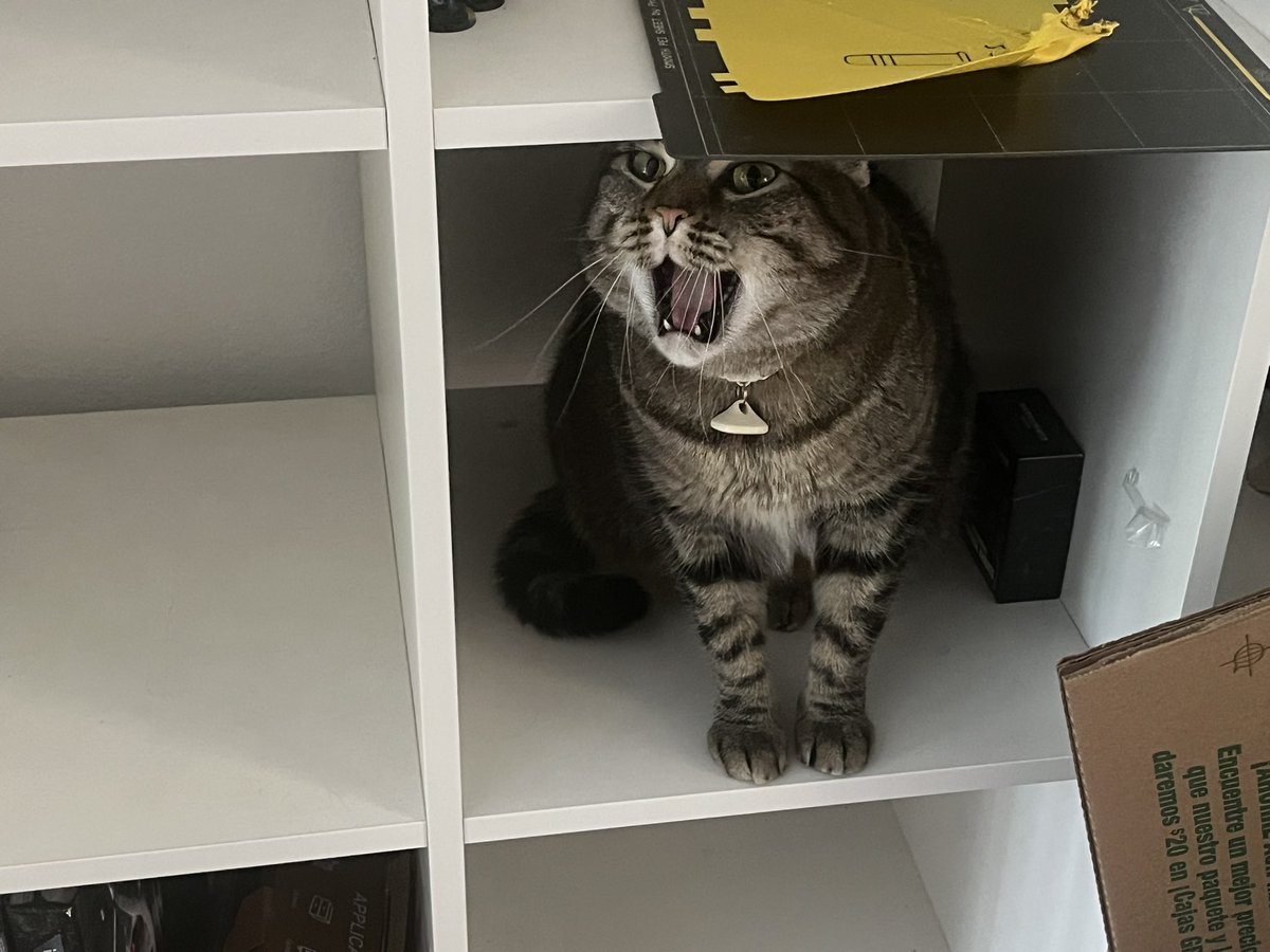 Nasto_SA's tweet photo. When you are feeling shitty, you need a cabinet kitty. https://t.co/QnDmvdXJOH