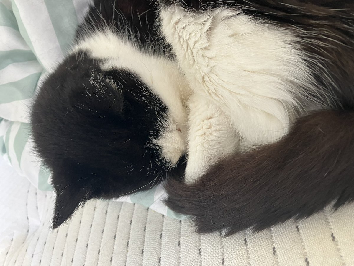 blair (abolishun type) tweet media