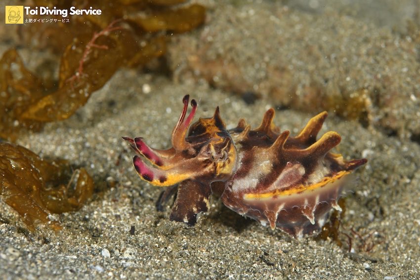 ocean+α (オーシャナ)【公式】 tweet media