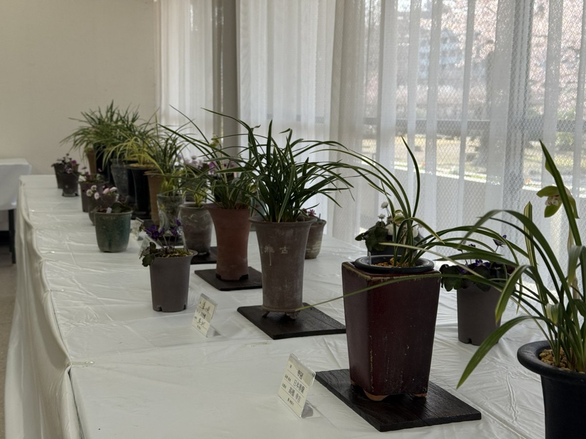 🌸春蘭展 開催中🌸(~3/14) 東洋蘭の代表格「春蘭」。繊細で静かな