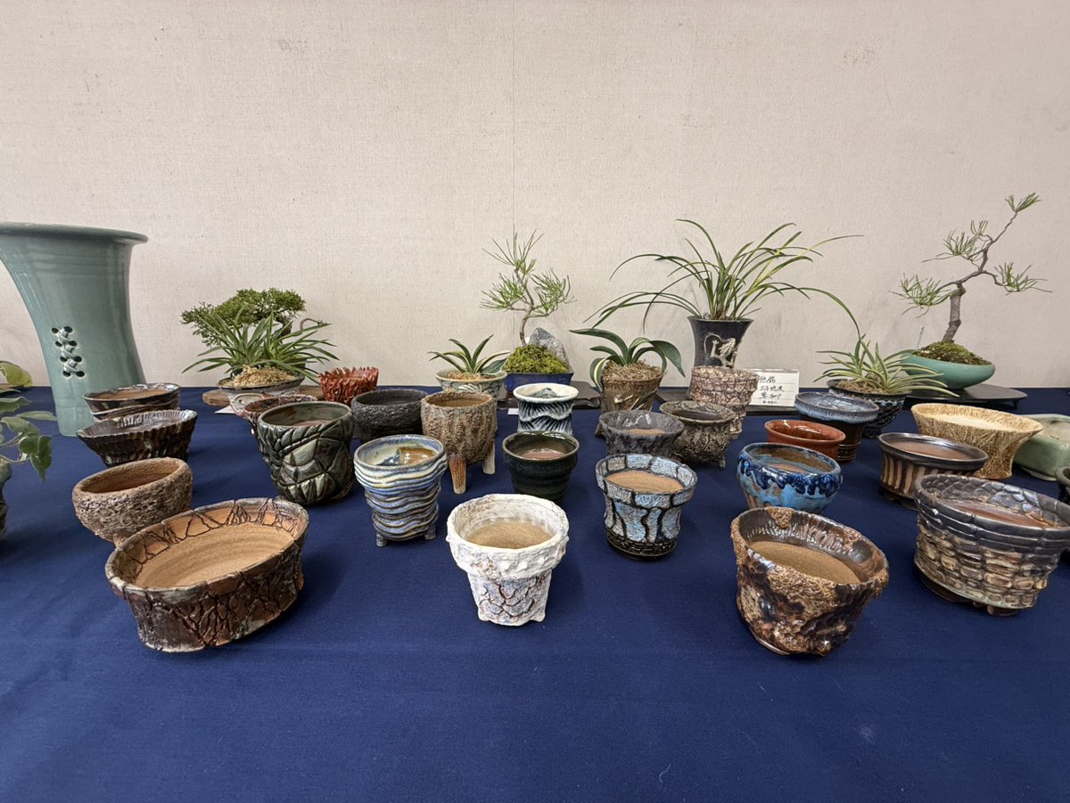 🌸春蘭展 開催中🌸(~3/14) 東洋蘭の代表格「春蘭」。繊細で静かな