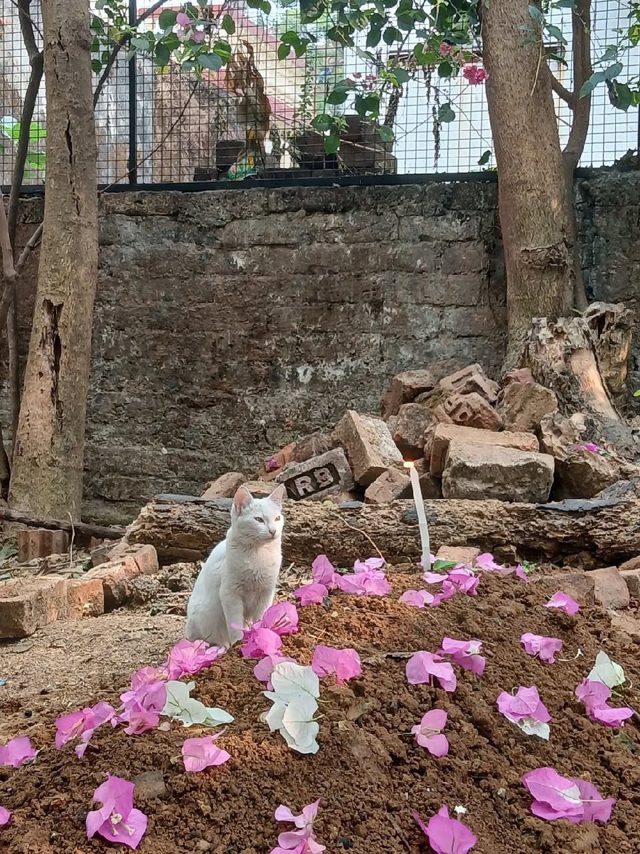 મોદીનો બિલાડો (closeted cat in disguise) 🍁 tweet media