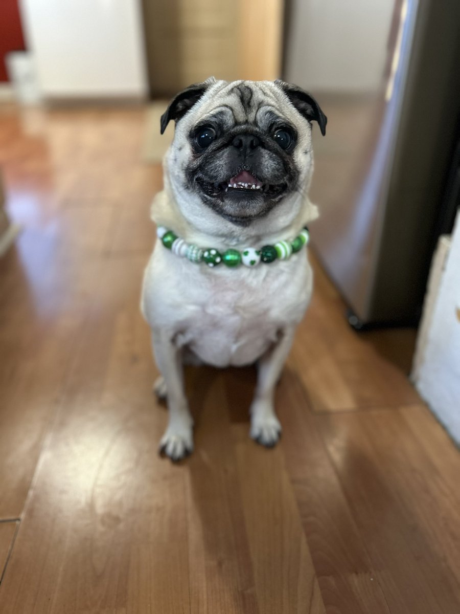 PetuniaMaePug's tweet photo. Hi friends! 🐶 I know it has been a while & we is sorry.. life just gets so busy. ☹️ Mum says sleep is more important than ever now days. She does though always find time to play wif Tigger & I. We hope you all are doing well! 💜 Goodnight & sweet dreams. 🐷 🐾 🩷 #MissingGranny https://t.co/iKQkjkv5k3