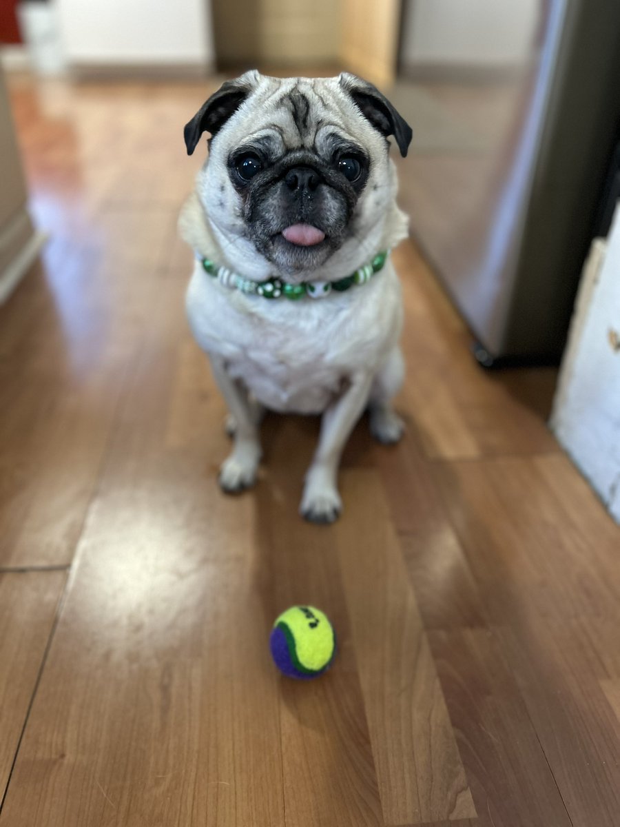 PetuniaMaePug's tweet photo. Hi friends! 🐶 I know it has been a while & we is sorry.. life just gets so busy. ☹️ Mum says sleep is more important than ever now days. She does though always find time to play wif Tigger & I. We hope you all are doing well! 💜 Goodnight & sweet dreams. 🐷 🐾 🩷 #MissingGranny https://t.co/iKQkjkv5k3