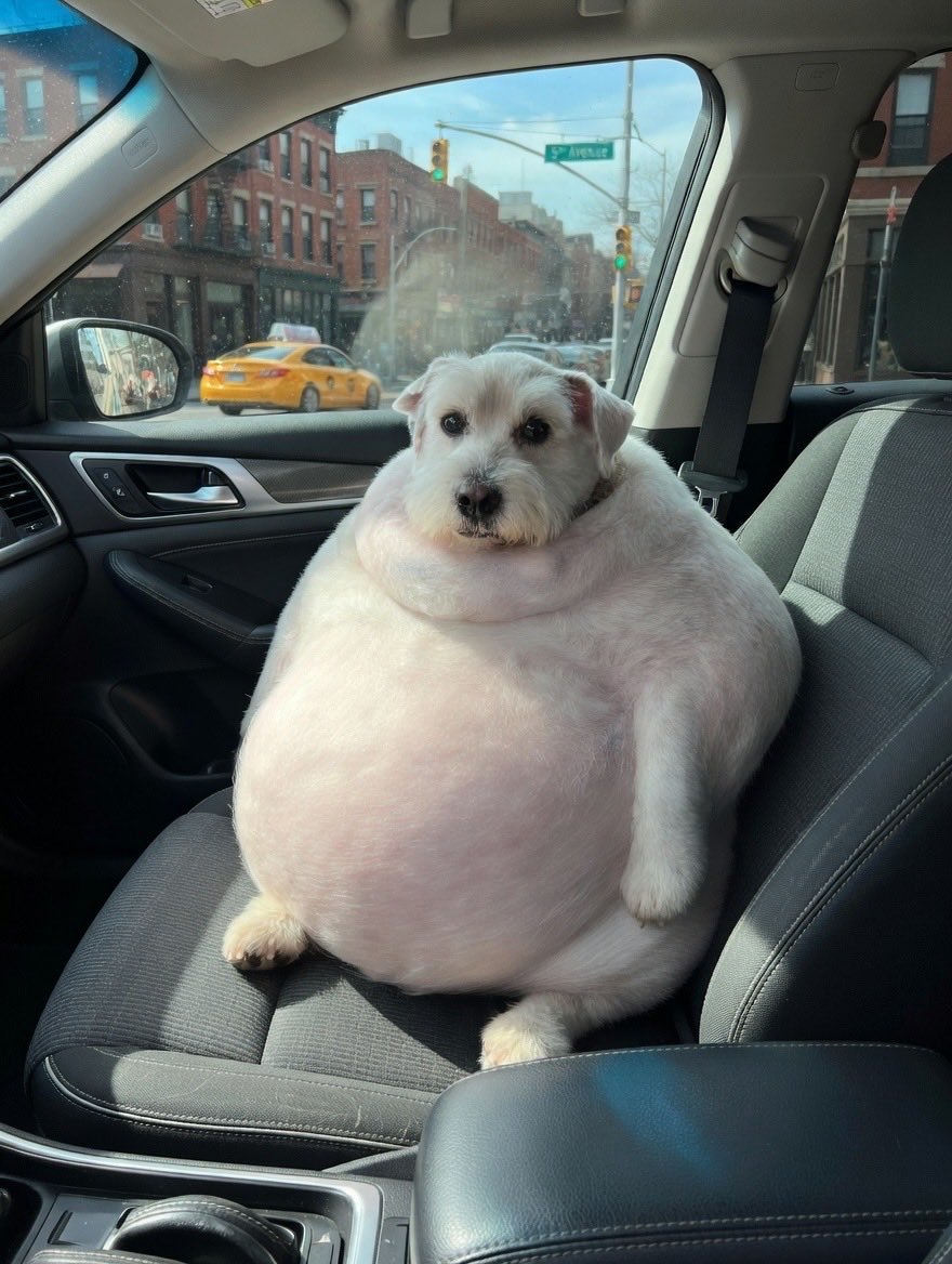 Primaere tweet media