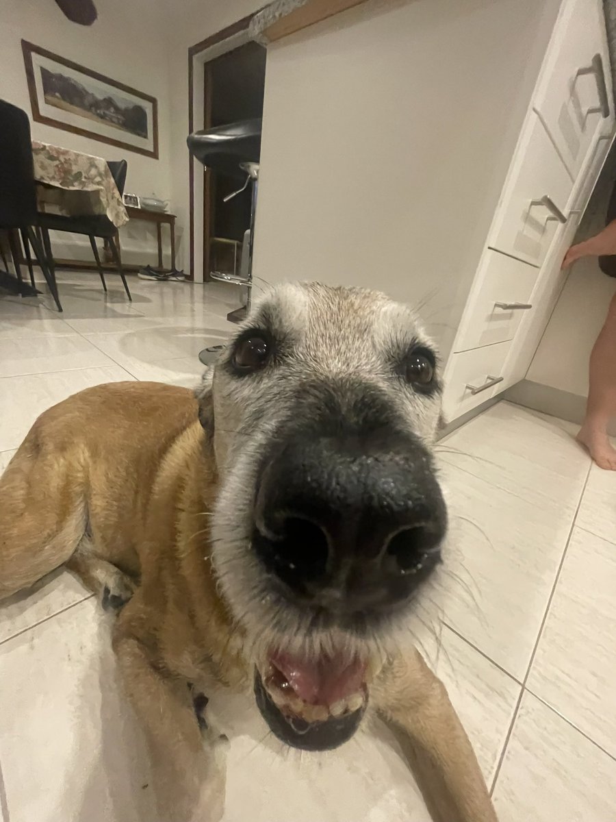 Chicken or Beef tweet media