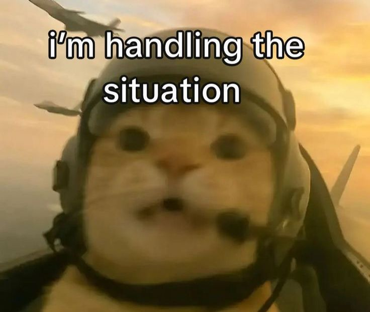 Cat Posted (@catposted) on Twitter photo 