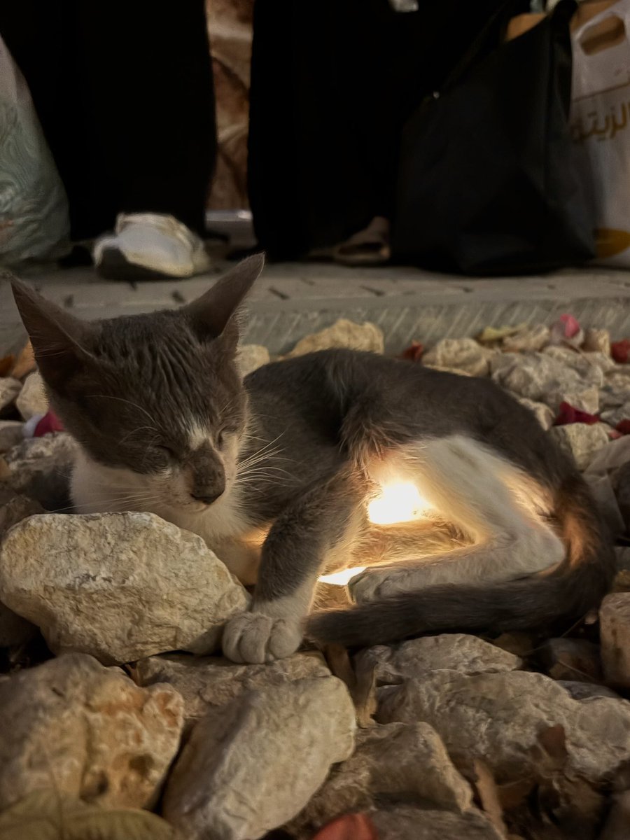 Linda 🦢 tweet media