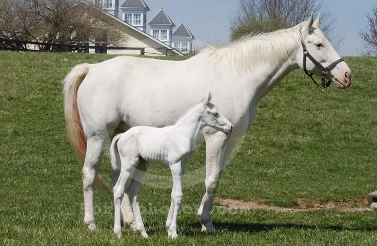 🐎 Lucky McQueen 🏎️ tweet media