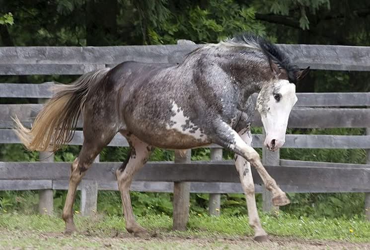 🐎 Lucky McQueen 🏎️ tweet media