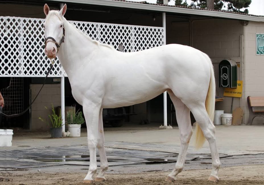 🐎 Lucky McQueen 🏎️ tweet media