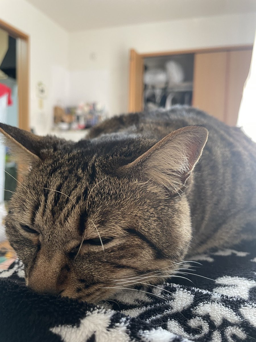 It’s still really chilly in the morning in my parts so Eli still likes to rest on my chest