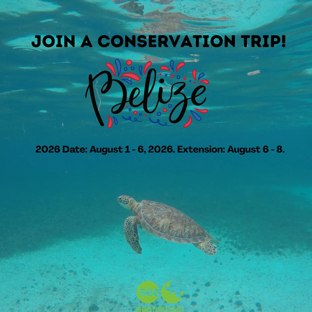 SEE Turtles tweet media