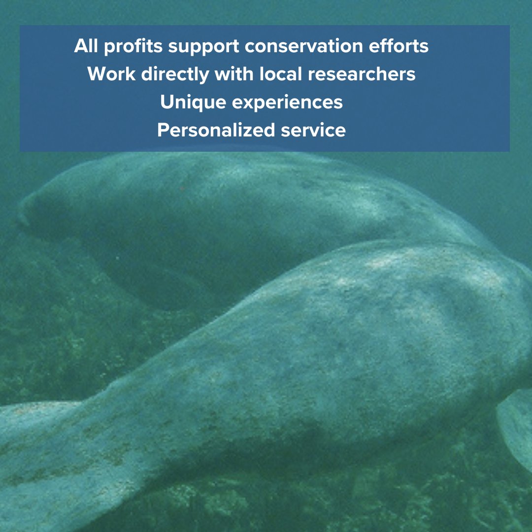 SEE Turtles tweet media