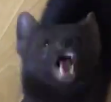 AChutneyFerret's tweet photo. @Mentally_Sable https://t.co/85ka2yjtfV