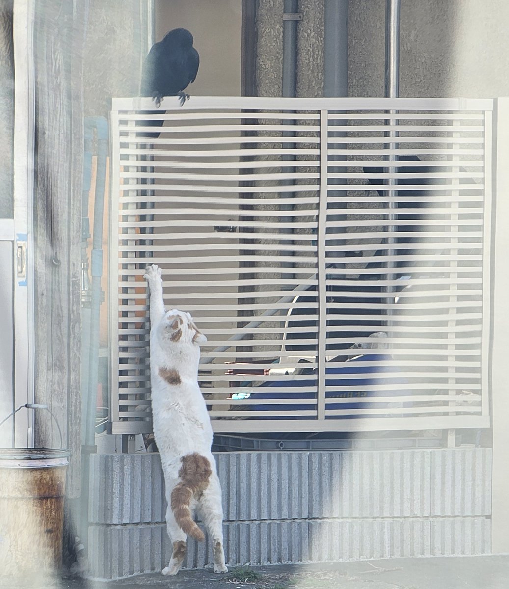 ブレイキングダウン
