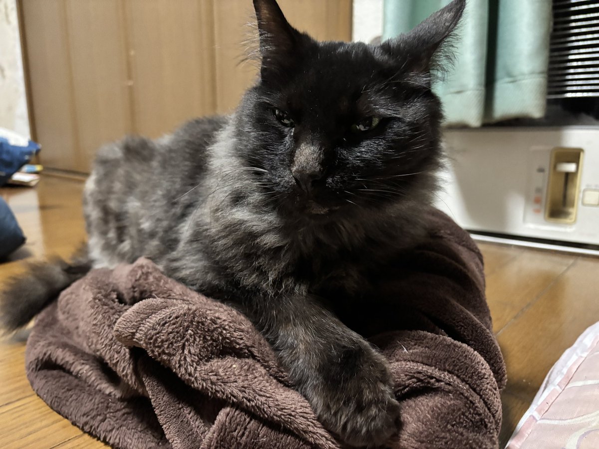 えみたん tweet media