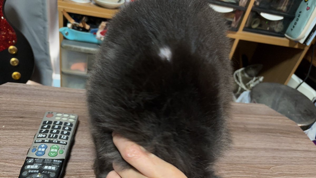 えみたん tweet media