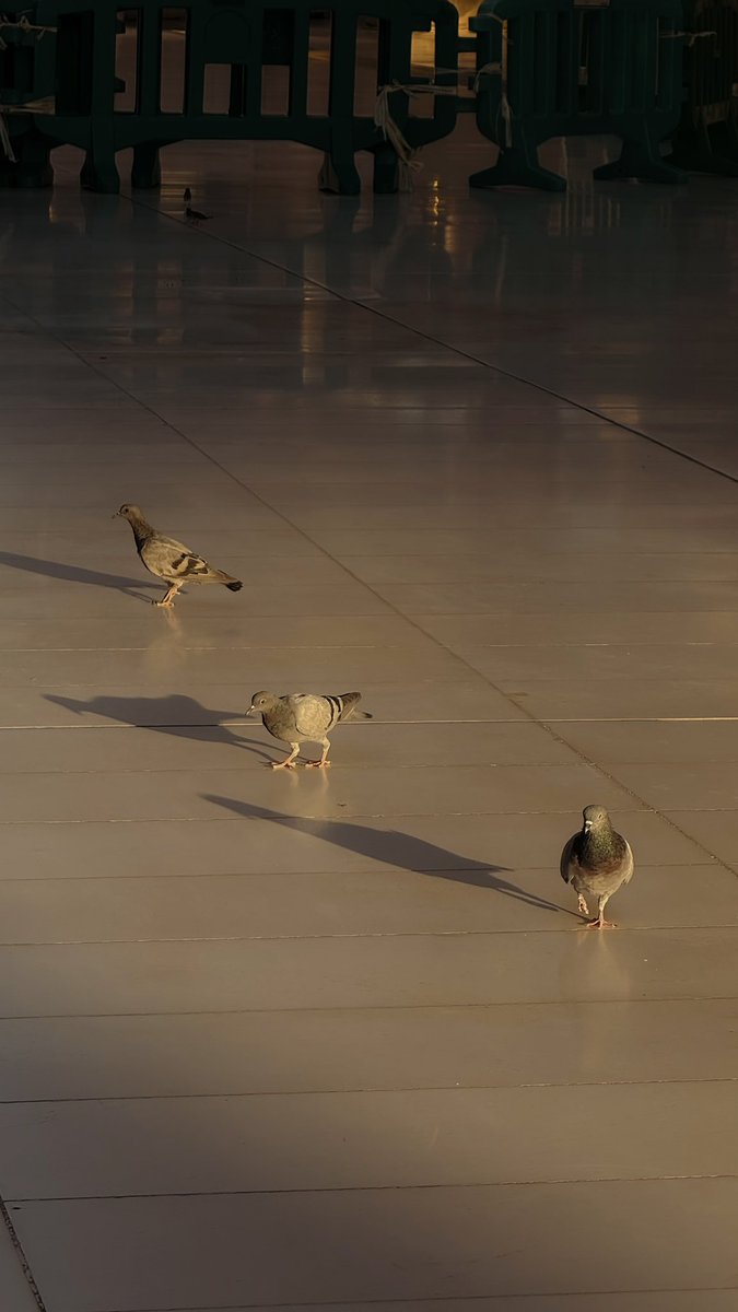 shxi3i's tweet photo. Madinah Morning 🤎 https://t.co/6YALfT3axG