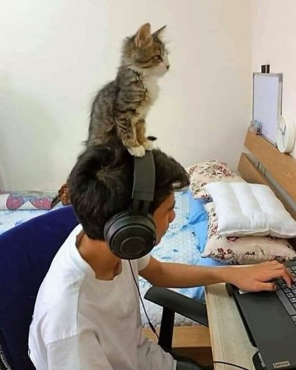PunchingCat's tweet photo. https://t.co/DDMJdFAQHl