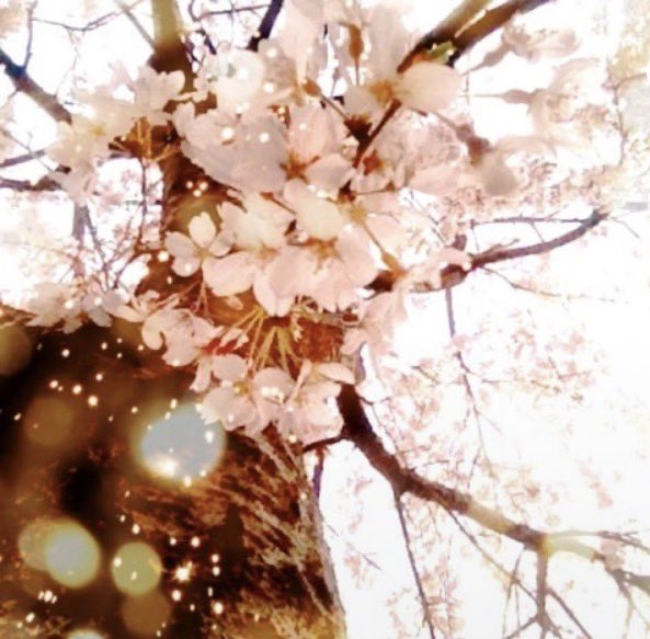kaina4cat's tweet photo. 3月11日で明日は母親の誕生日
介護施設はコロナやインフルエンザの
蔓延防止の為、面会はかないませんが
🌸咲き出したら桜花に酔って下さい
いつまでも元気でいてくれる事
願っています

桜雲　繚乱の路
緩歩して　韶華に酔う
忽ち起こる　回風の下
茫然として　落花を見る https://t.co/AstMuRWTNP