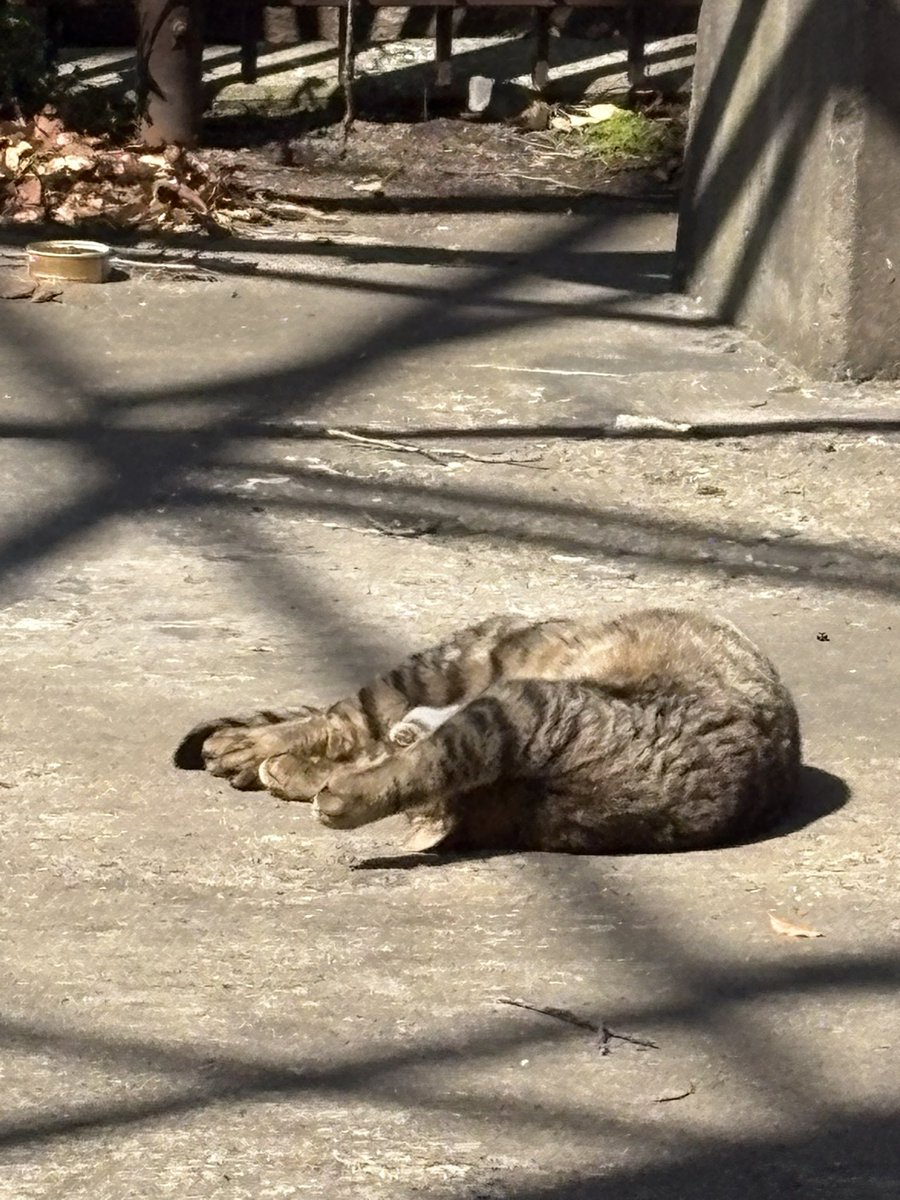 yotsubarai's tweet photo. 近所のみんなに愛されてる野良猫ちゃんが仰向けで気持ちよさそうに日向ぼっこしてて笑った https://t.co/Ztf7Vvla9O