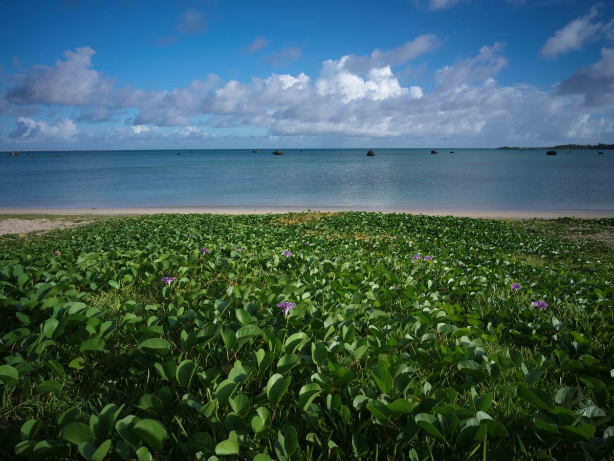 Egy_Linguistics's tweet photo. 伊良部島
#X2D #x2d100c #xcd28 #xcd28p
#ハッセルブラッド #hasselblad https://t.co/teX45hOIjk