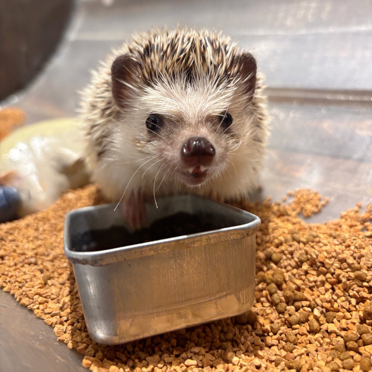 本日も12時オープンです🦔

今日もご飯が美味しい🌟

いい表情のハリちゃんが撮れたのでお届け💌

当店はハリネズミさんをご家族にお迎えもできます☺️
お迎え前のご相談も承ってます🏠💕
お気軽にお声掛けください🗣️

#横浜 #横浜中華街 #ハリネズミ #動物カフェ