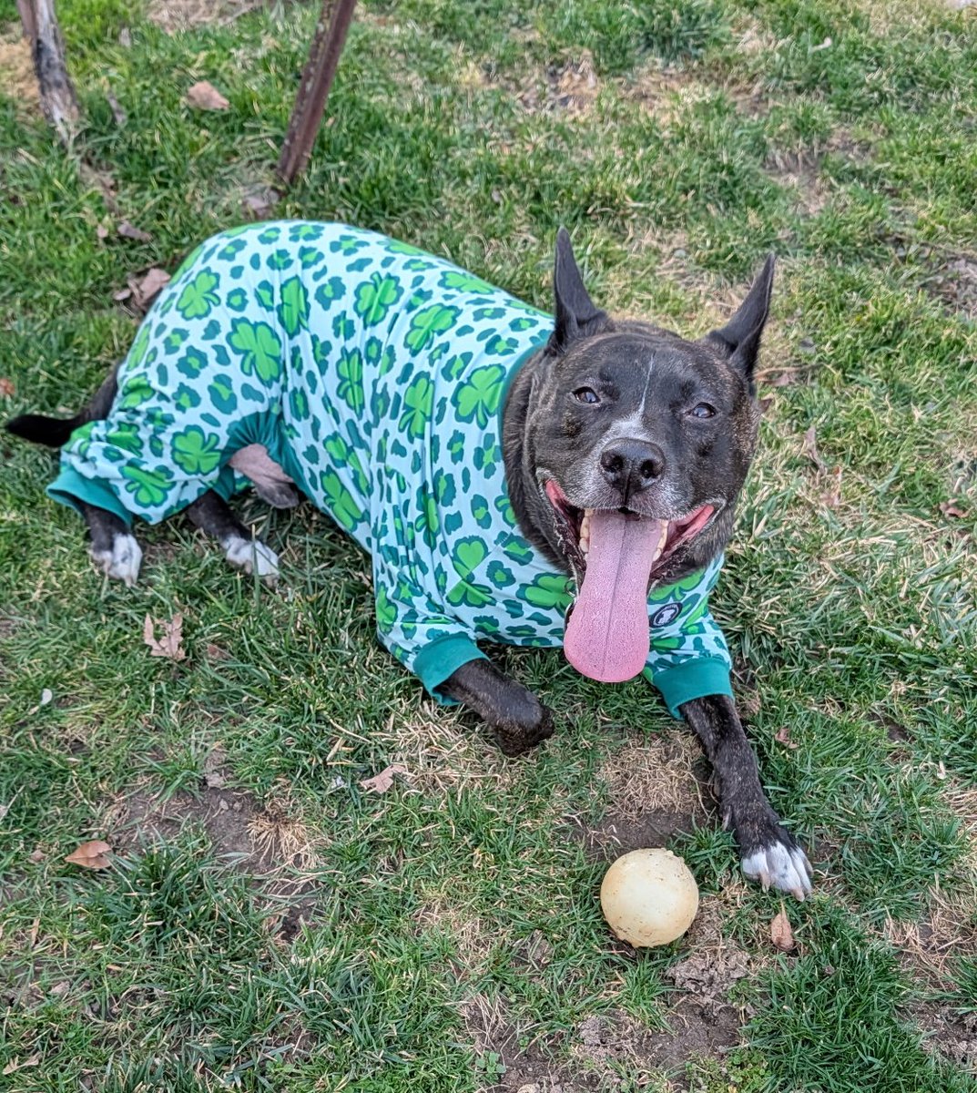 🐣🌷 Handsome Henry 🌷🐣 tweet media