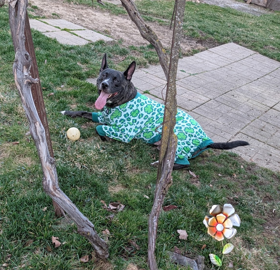 🐣🌷 Handsome Henry 🌷🐣 tweet media