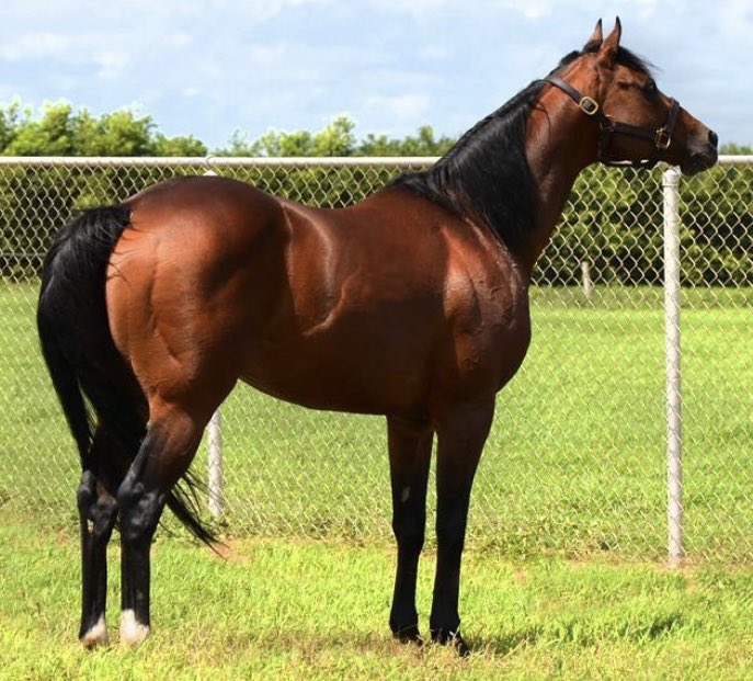 JLDangeloDuran's tweet photo. El 10 de marzo de 2002 nació en Kentucky, Estados Unidos, BIG PRAIRIE, de 18-5 y $256,417 en su país y Campeón Semental de Venezuela en 2014 donde es el 6to padrillo en la historia con más hijos ganadores clásicos en Venezuela con 23, empatado con SLEWBOP https://t.co/xdb5Rlxh5i