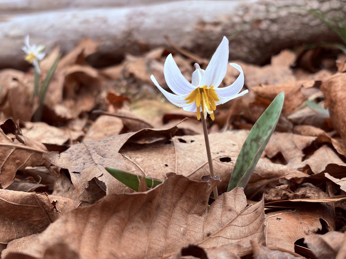 Studio Adey Productions tweet media