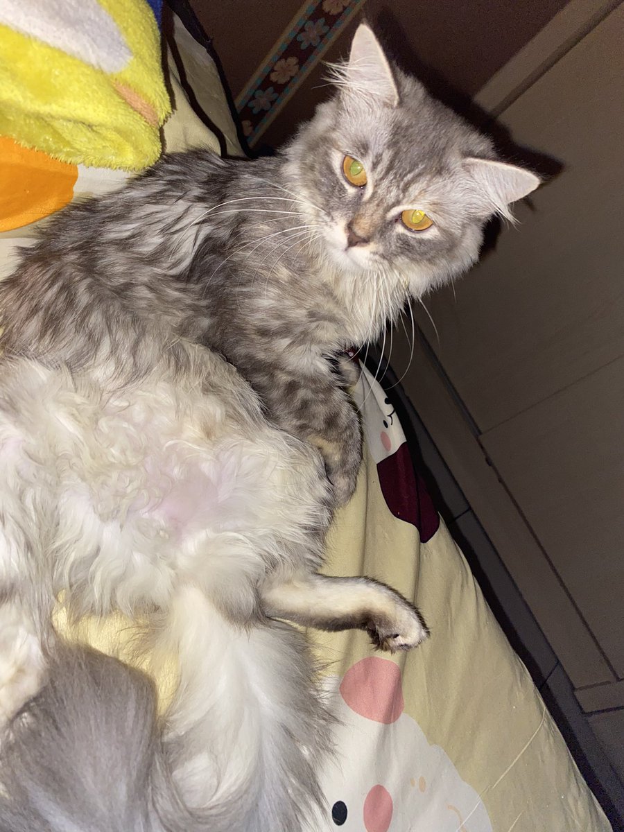 hitnce's tweet image. kucingku birahi mulu, ada dom Surabaya yang kucing jantannya birahi ga? AYO BESANAN #SURABAYA #KUCING