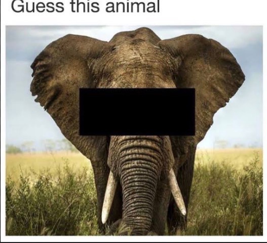 LMAO YOU CANT BE SERIOUS WITH THE ??? DEVSIS