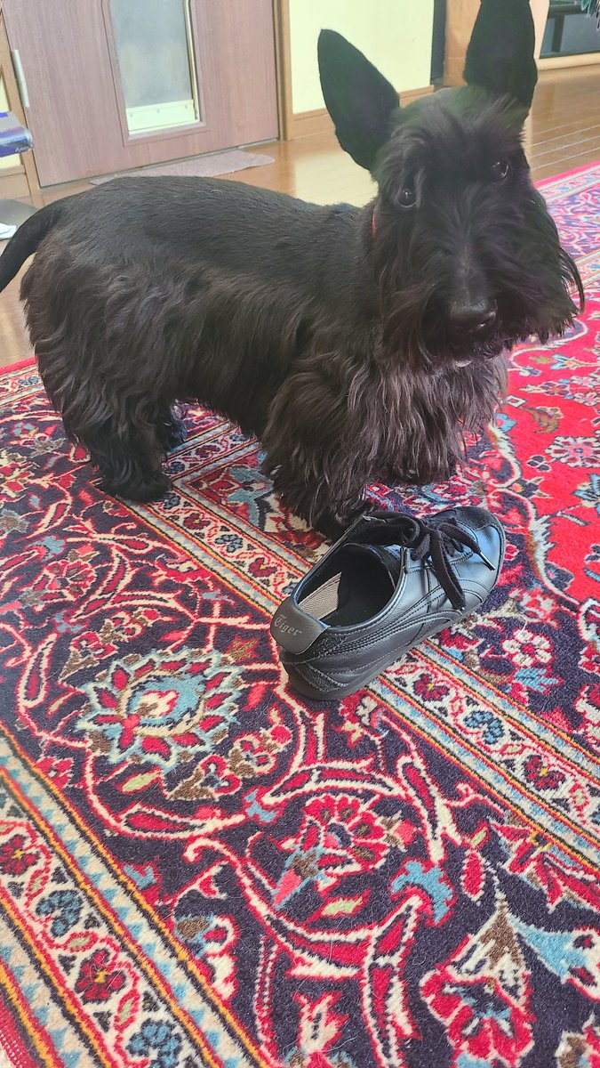 マナミ tweet media