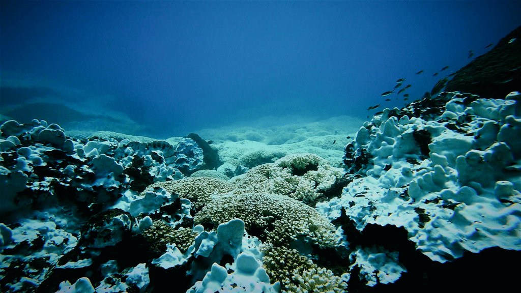 Francisco Medellín tweet media