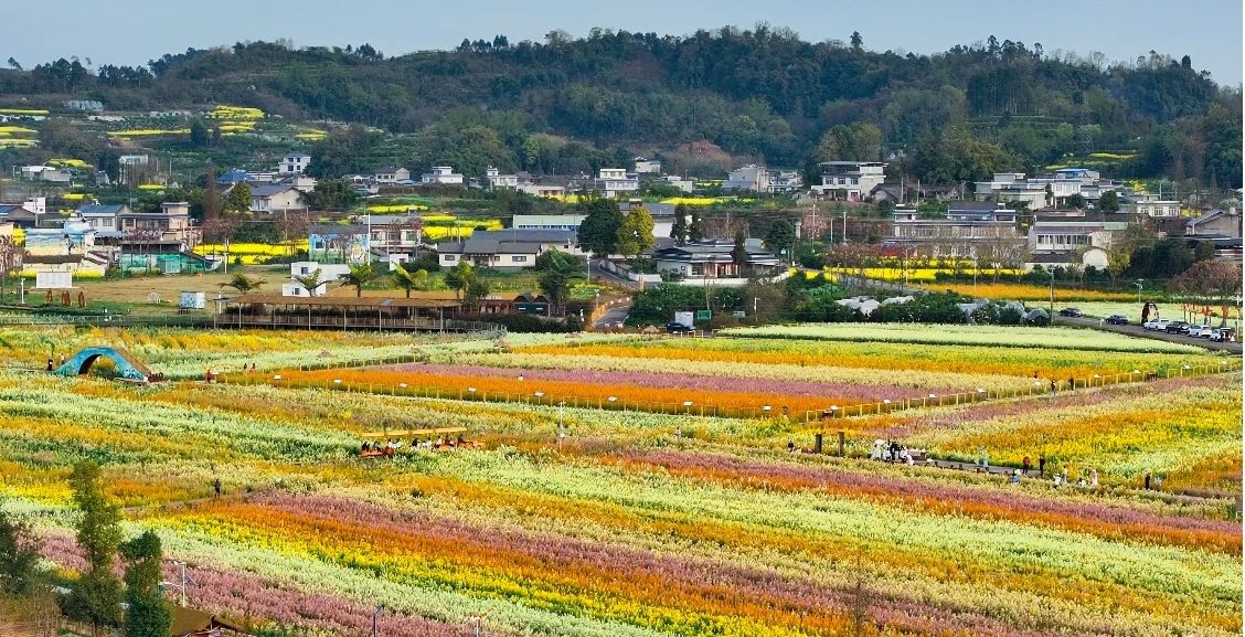 Sichuanplus's tweet photo. 🌸 Spring in Danling, Sichuan!
Walk through flower-blanketed villages, ride a train through bloom seas, and sip tea by the fields.
No filters needed—every shot is a masterpiece.
The ancient and the new complement each other perfectly.
📍 Danling, Sichuan
#SpringInSichuan https://t.co/SuD4su8vch
