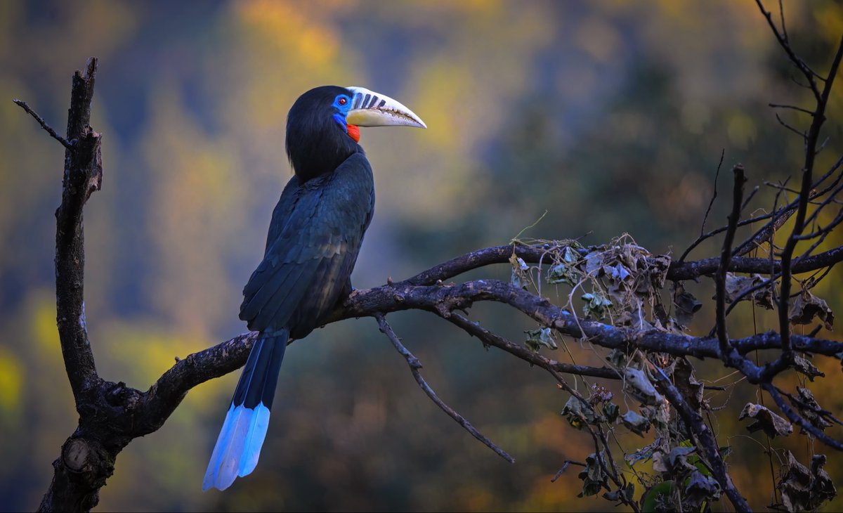 NikonIndia's tweet image. Perched in pursuit, the hornbill's world comes to life.
Shot by #NikonCreator Lalit Rajora (@lalitrajora1).
Shot with:
Camera: #NIKONZ9
Lens: AF-S NIKKOR 500mm f/5.6E PF ED VR

For information on products, offers and more, visit nikon.co.in
#Nikon #NikonIndia #NIKKOR