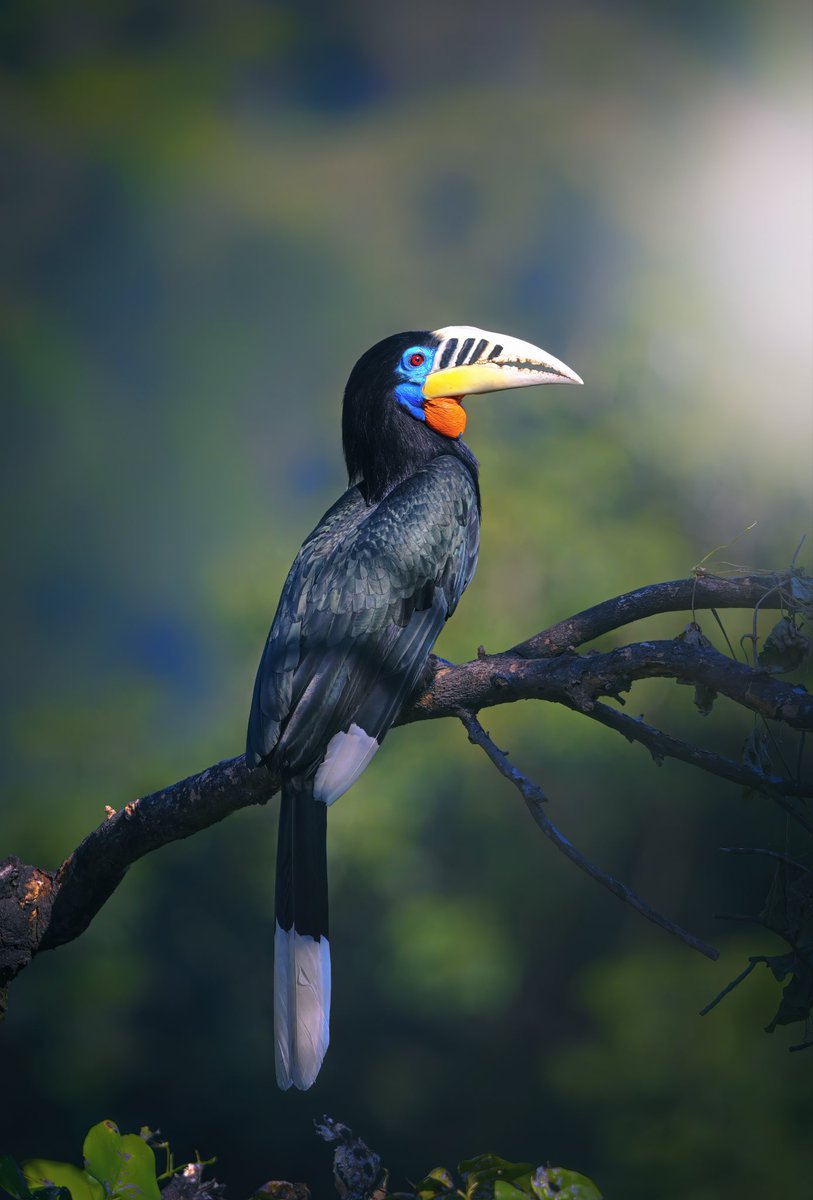 NikonIndia's tweet image. Perched in pursuit, the hornbill's world comes to life.
Shot by #NikonCreator Lalit Rajora (@lalitrajora1).
Shot with:
Camera: #NIKONZ9
Lens: AF-S NIKKOR 500mm f/5.6E PF ED VR

For information on products, offers and more, visit nikon.co.in
#Nikon #NikonIndia #NIKKOR