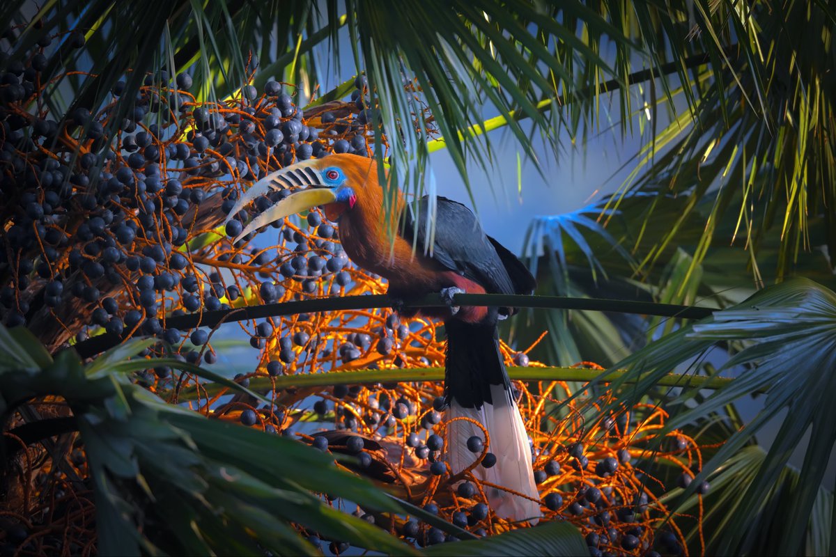 NikonIndia's tweet image. Perched in pursuit, the hornbill's world comes to life.
Shot by #NikonCreator Lalit Rajora (@lalitrajora1).
Shot with:
Camera: #NIKONZ9
Lens: AF-S NIKKOR 500mm f/5.6E PF ED VR

For information on products, offers and more, visit nikon.co.in
#Nikon #NikonIndia #NIKKOR