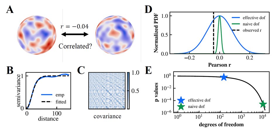 AndrewZalesky's tweet photo. Computing correlations between brain maps? 

Check out our new tool for fast p-value estimation for spatial brain map correlations

Fast alternative to the spin test, eigenstrapping, BrainSMASH 

https://t.co/j6LYZy4CMs

https://t.co/HKkYyPsmGR

@yuanzhel94 

1/7 https://t.co/WbRCiSuZQ5