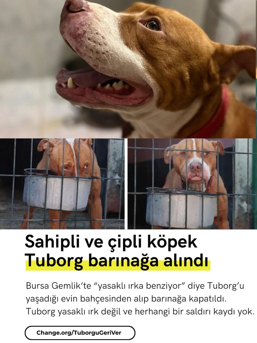 Change.org Türkiye tweet media