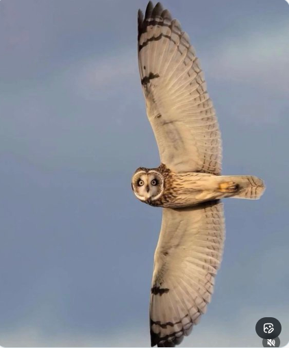 “Your eyesight should always be on the aim — stay focused, keep your goals sharp, and soar high like an owl in flight. #Focus #SaveAsharamjiAshram