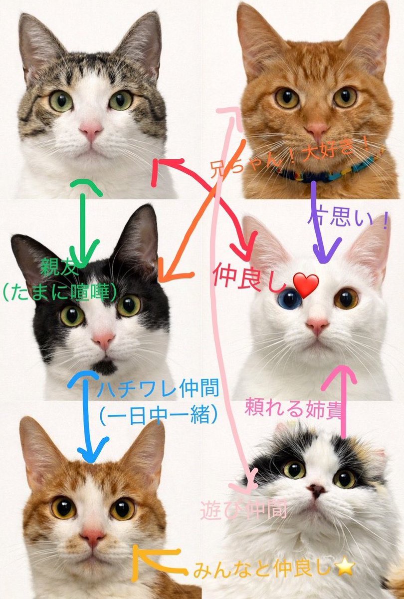 fukuroupiyopiyo's tweet photo. 猫クイズでフォロワー様が増えてとても嬉しいです！！
改めて猫紹介を1匹ずつしていこうと思います！！
再掲になりますがとりあえず相関図です😸 https://t.co/NBIXstsvkT