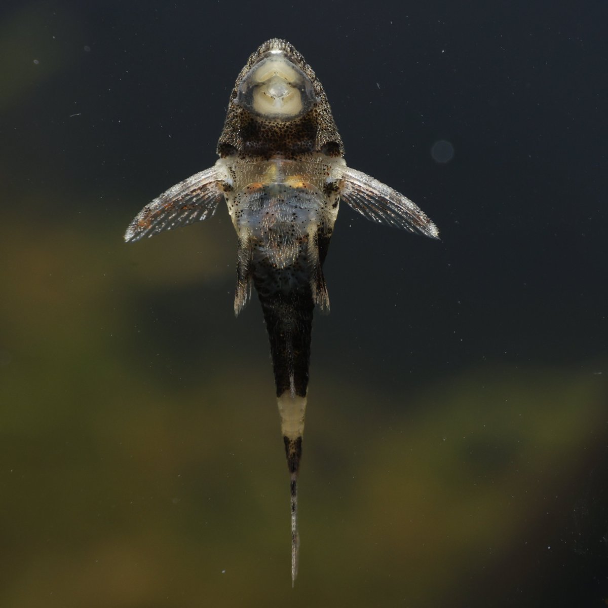 月刊アクアライフ編集部 tweet media