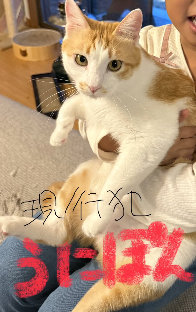 猫しらす&ぽんず&犬つくね tweet media