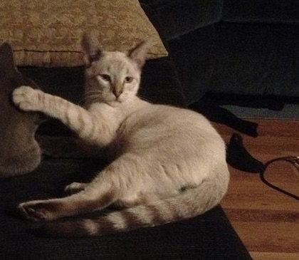 Kade Kalka tweet media